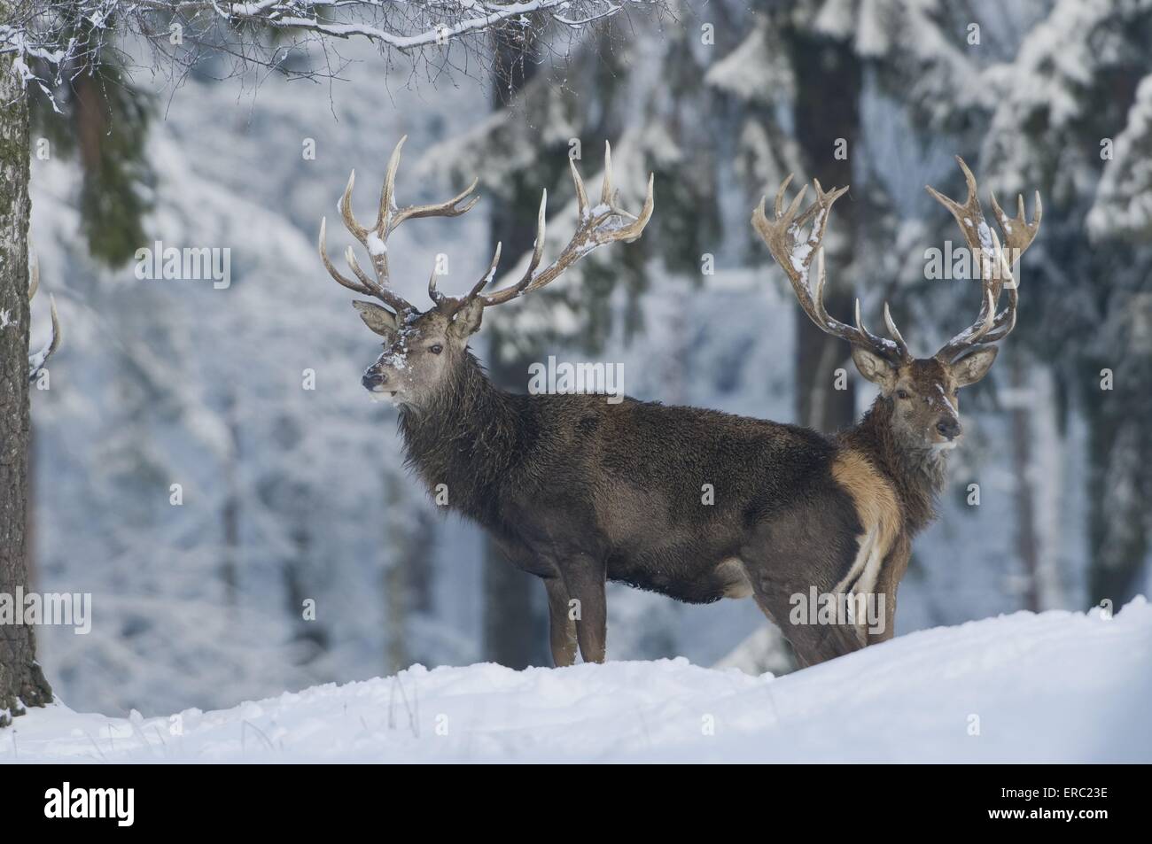 stags Stock Photo