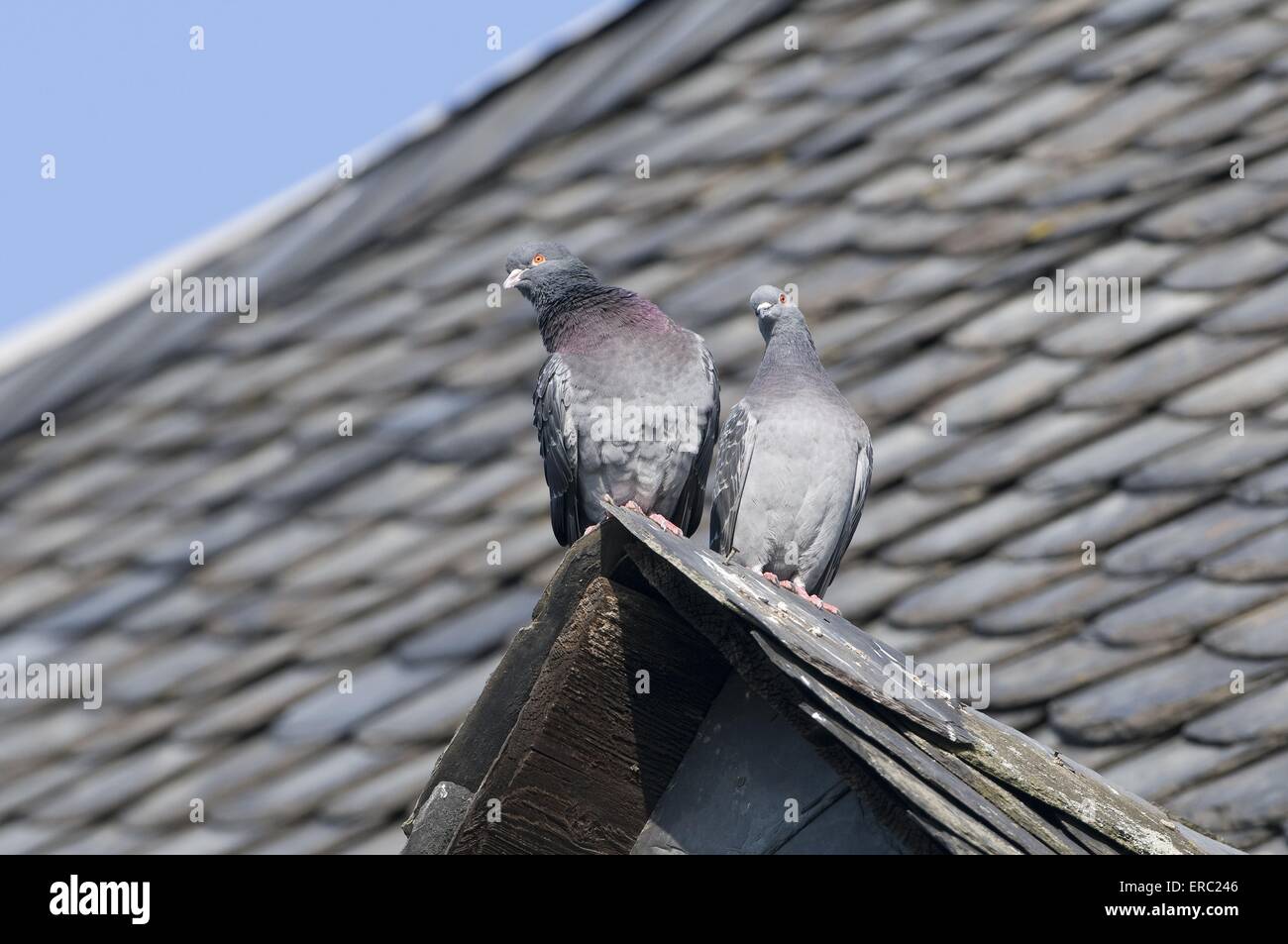 pigeons Stock Photo