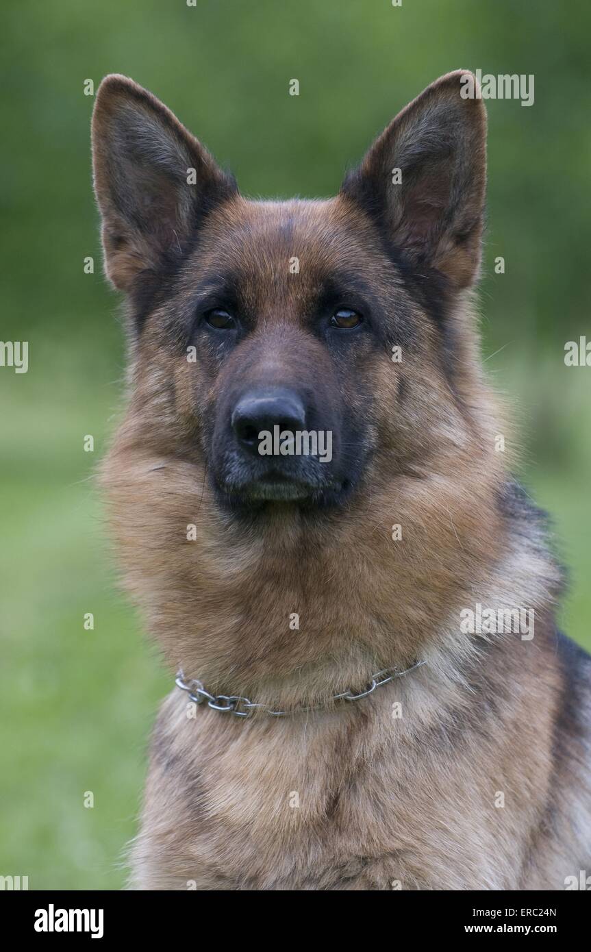 german shepherd portrait Stock Photo Alamy