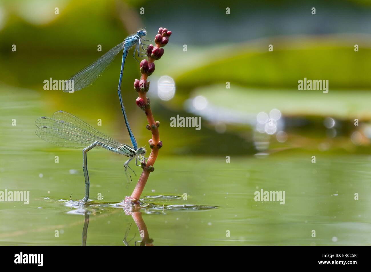 Damselflies and dragonflies hi-res stock photography and images - Alamy