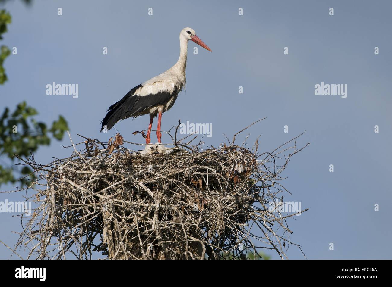 white storks Stock Photo