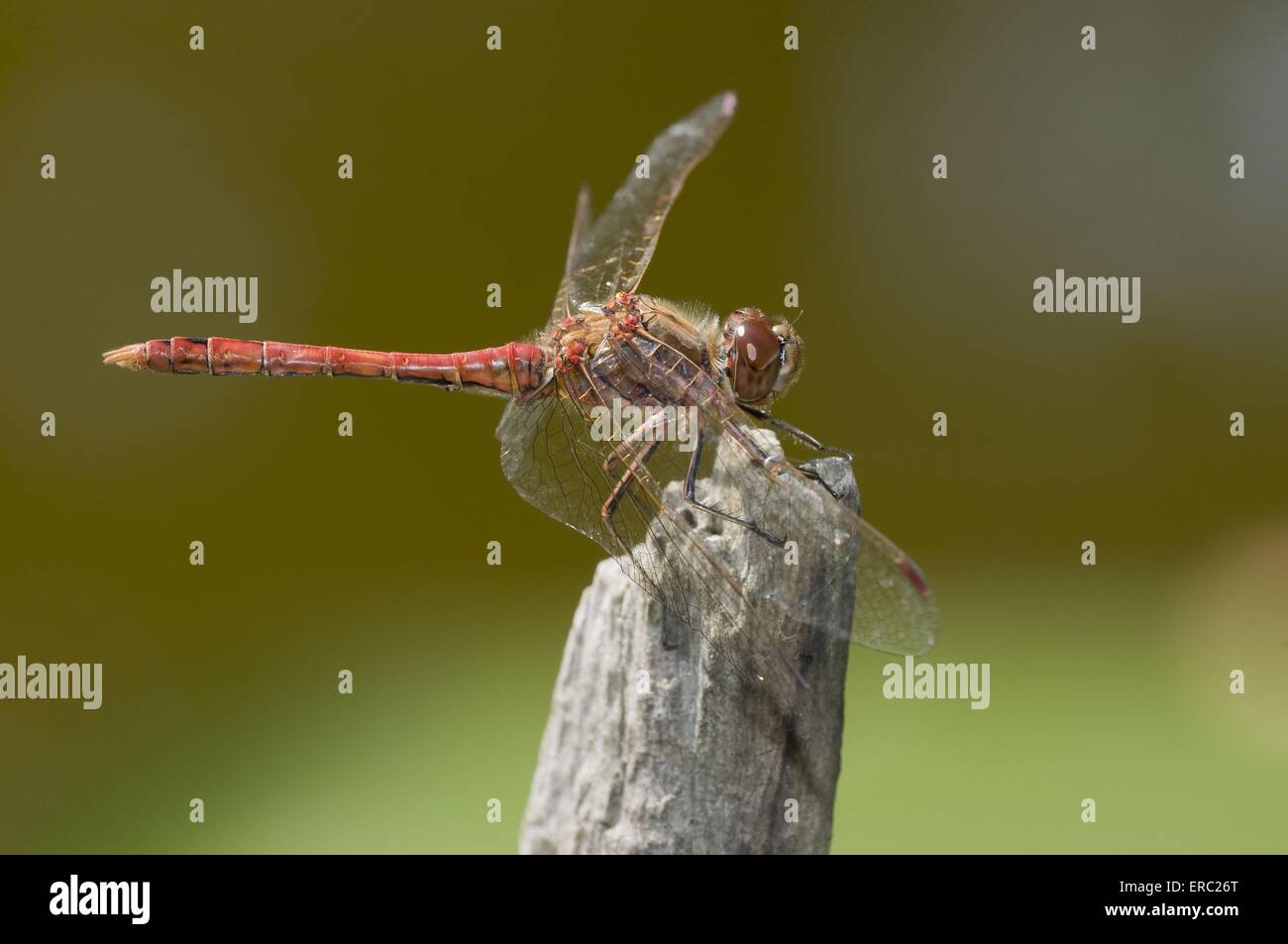 ruddy darter Stock Photo