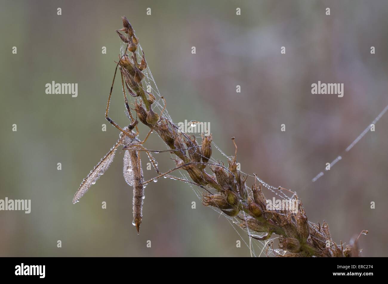 March flies hires stock photography and images Alamy