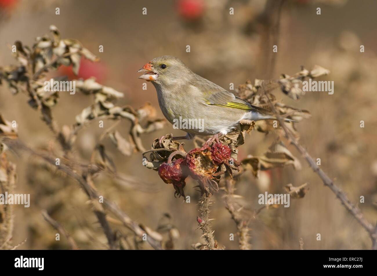 greenfinch Stock Photo