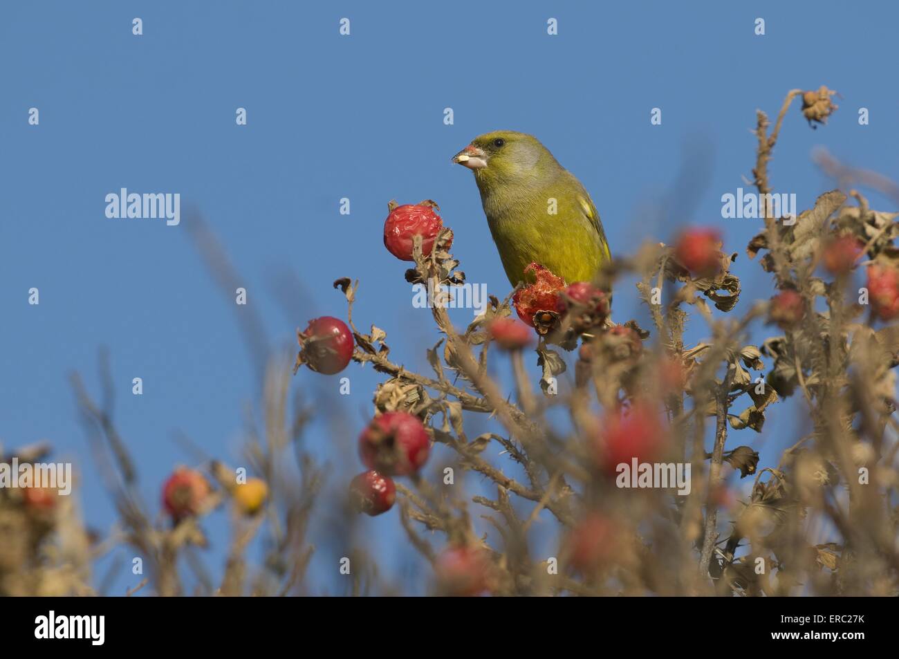 greenfinch Stock Photo