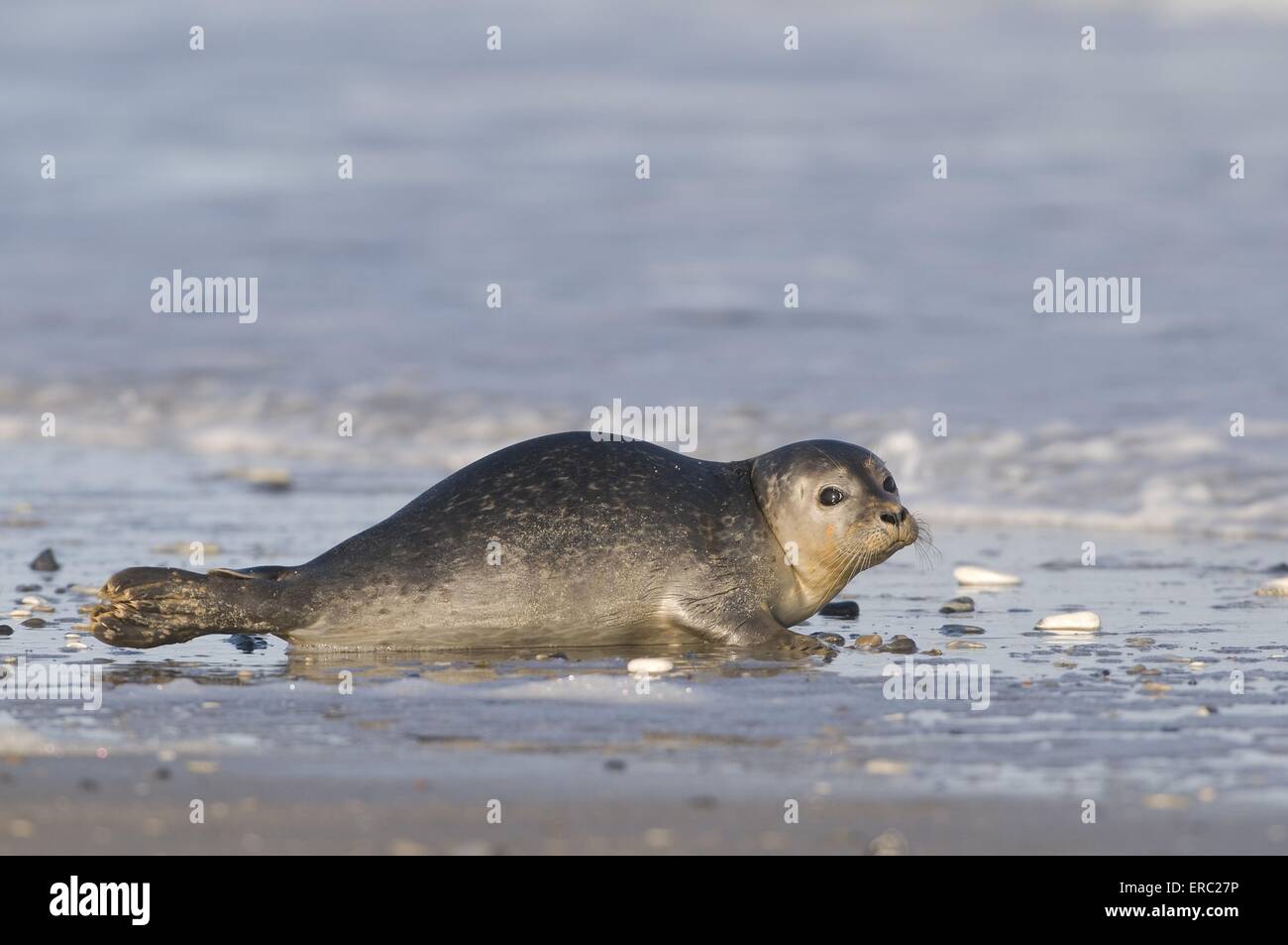 harbor seal Stock Photo