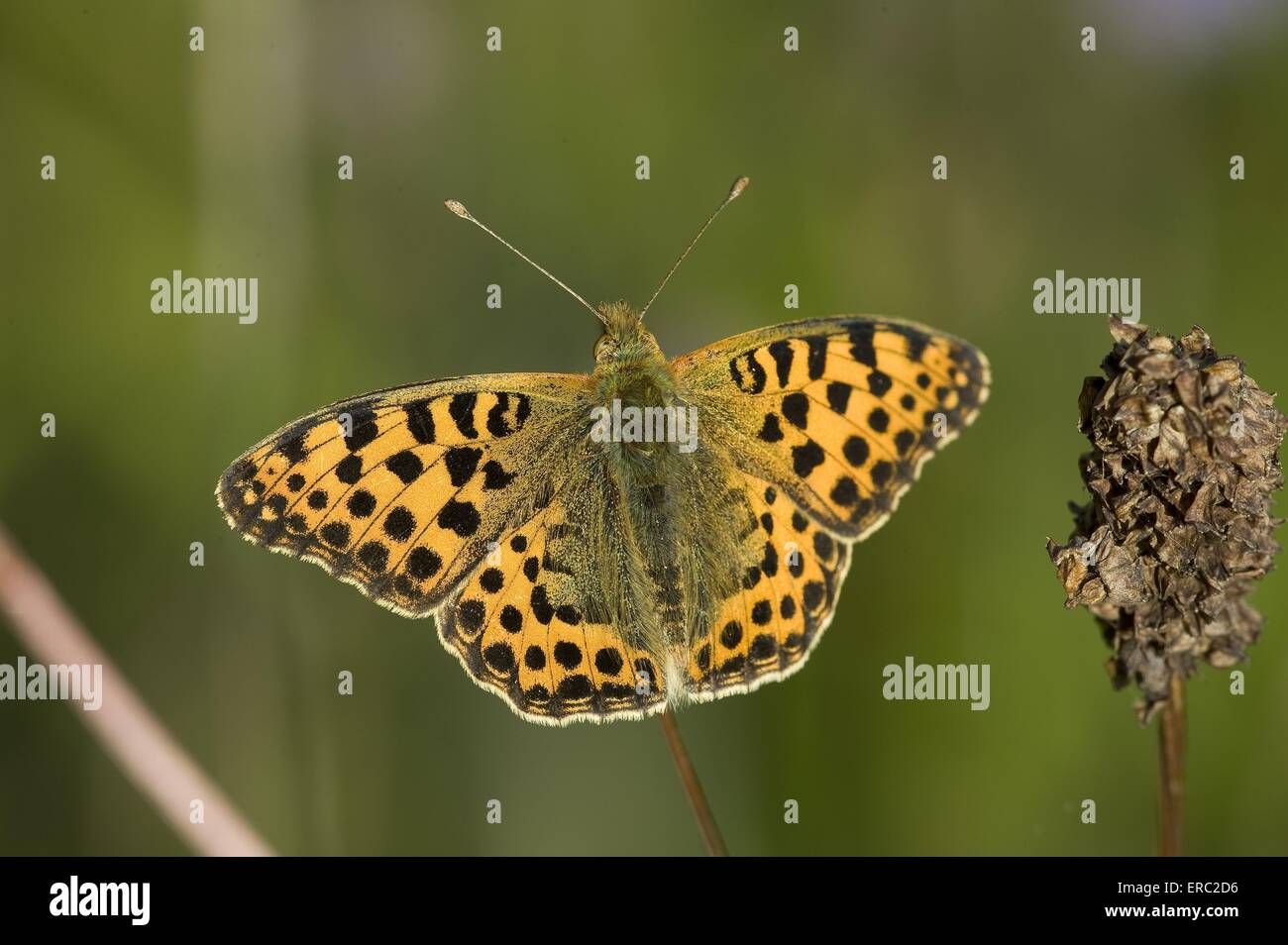 brush-footed butterfly Stock Photo