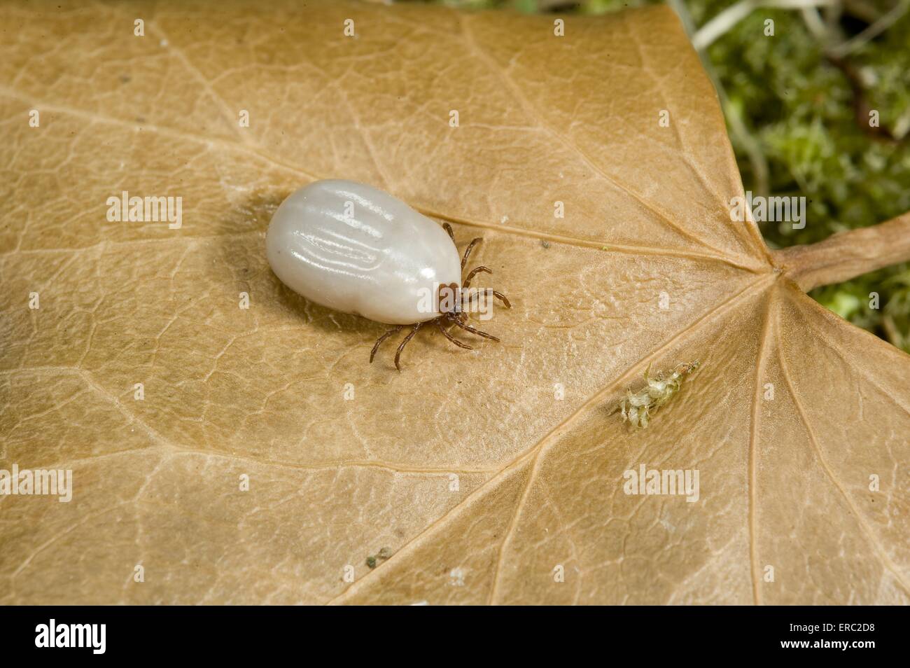 wood tick Stock Photo