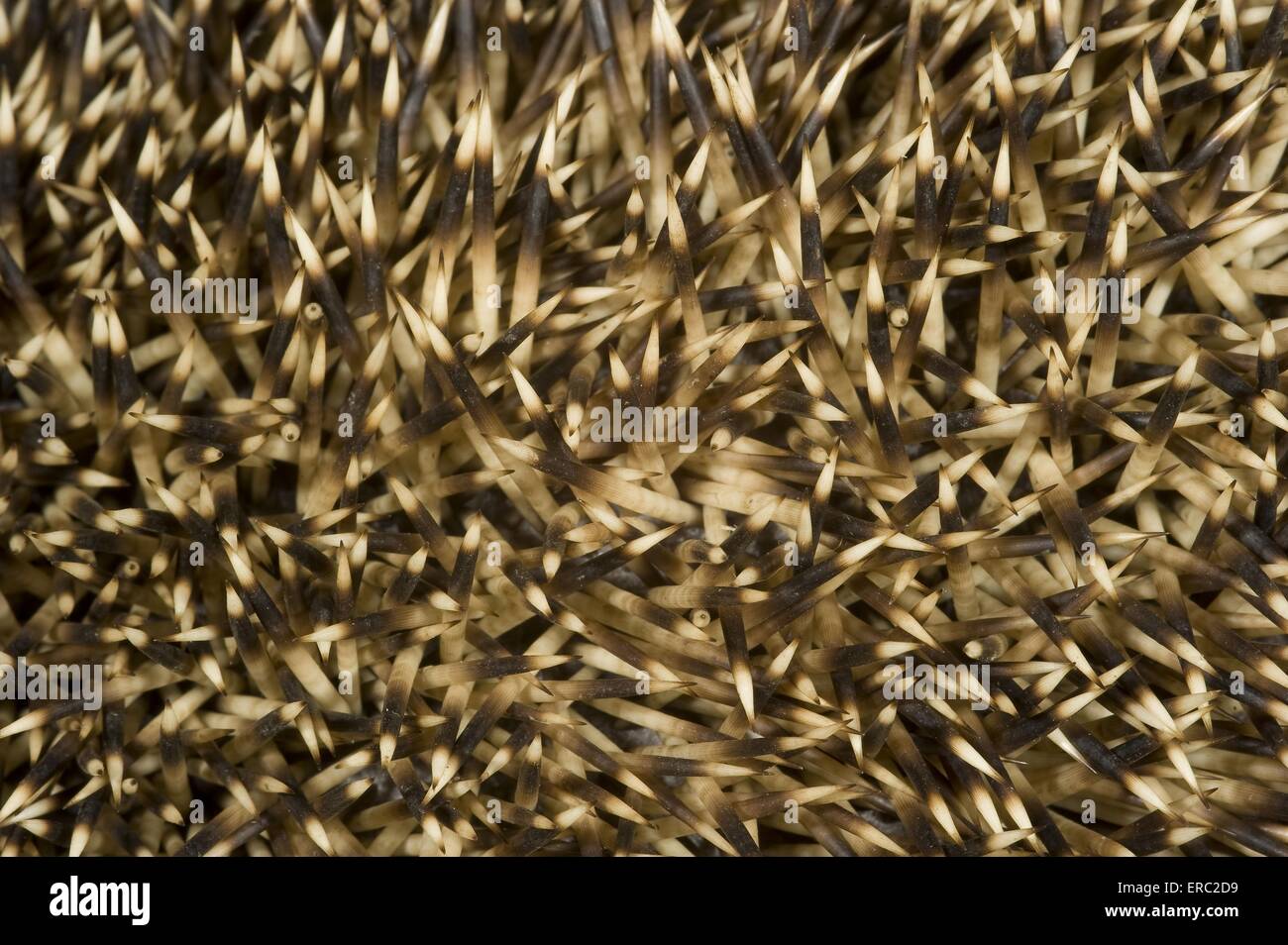 hedgehog prickles Stock Photo