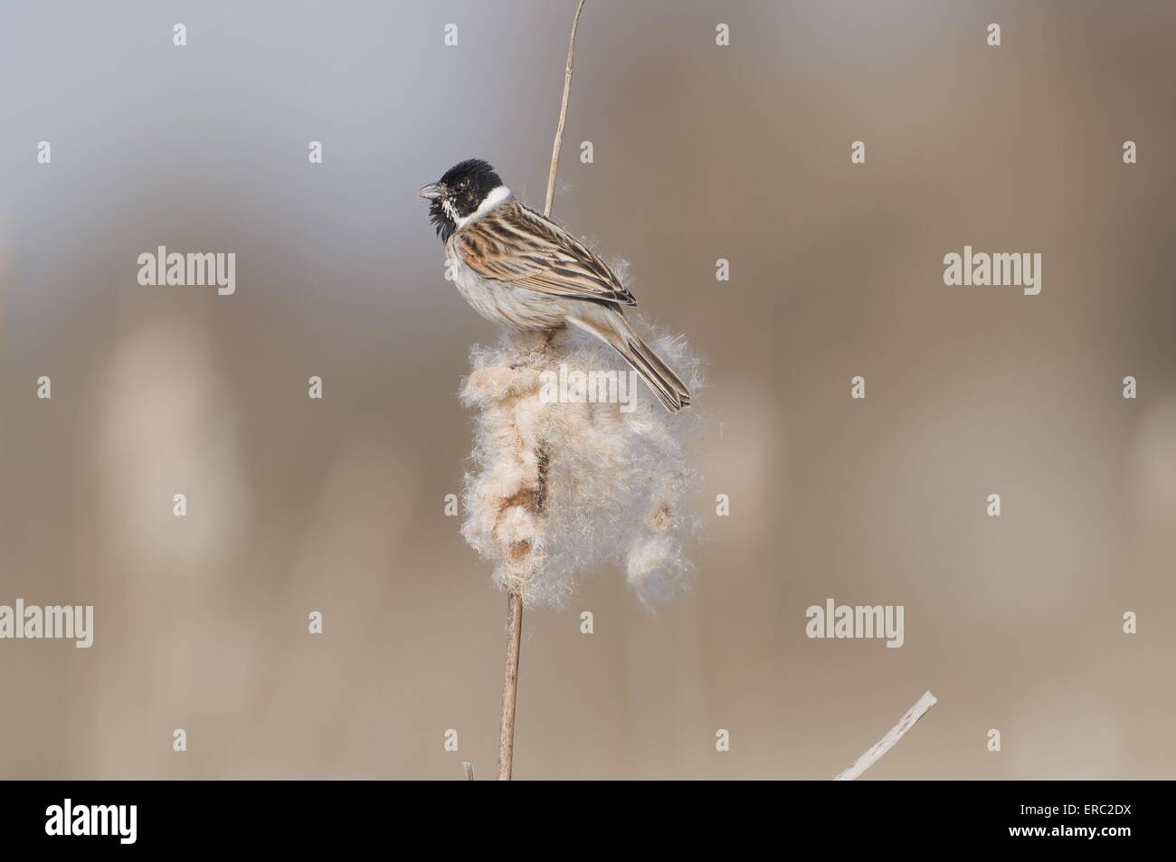 common reed bunting Stock Photo