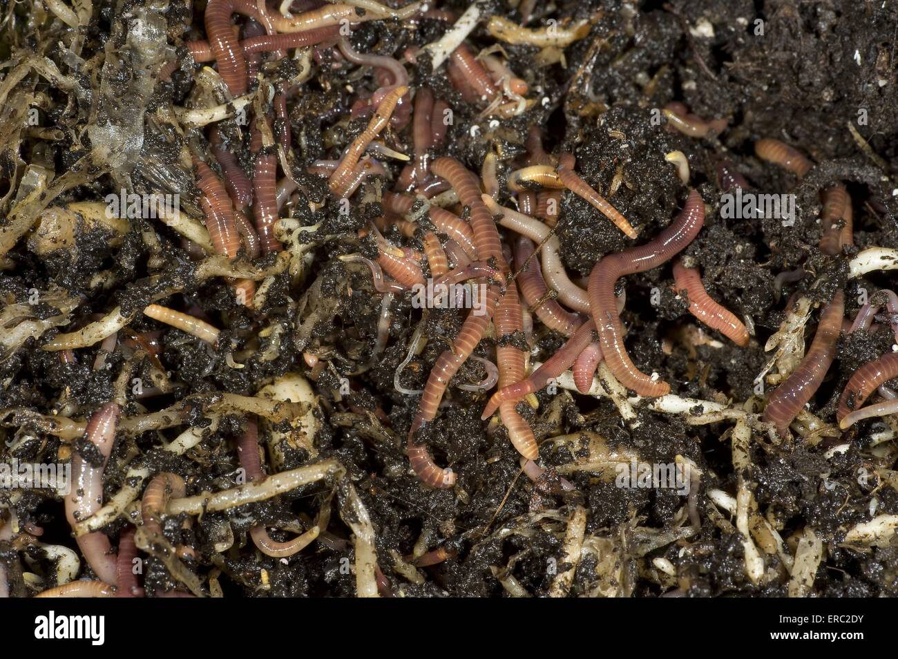 earthworms Stock Photo