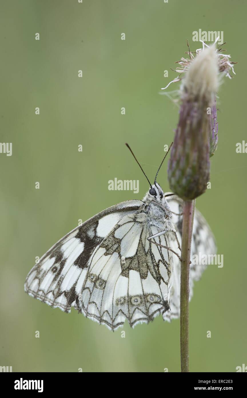 marbled white butterfly Stock Photo