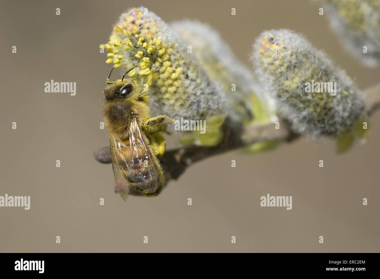 honeybee Stock Photo