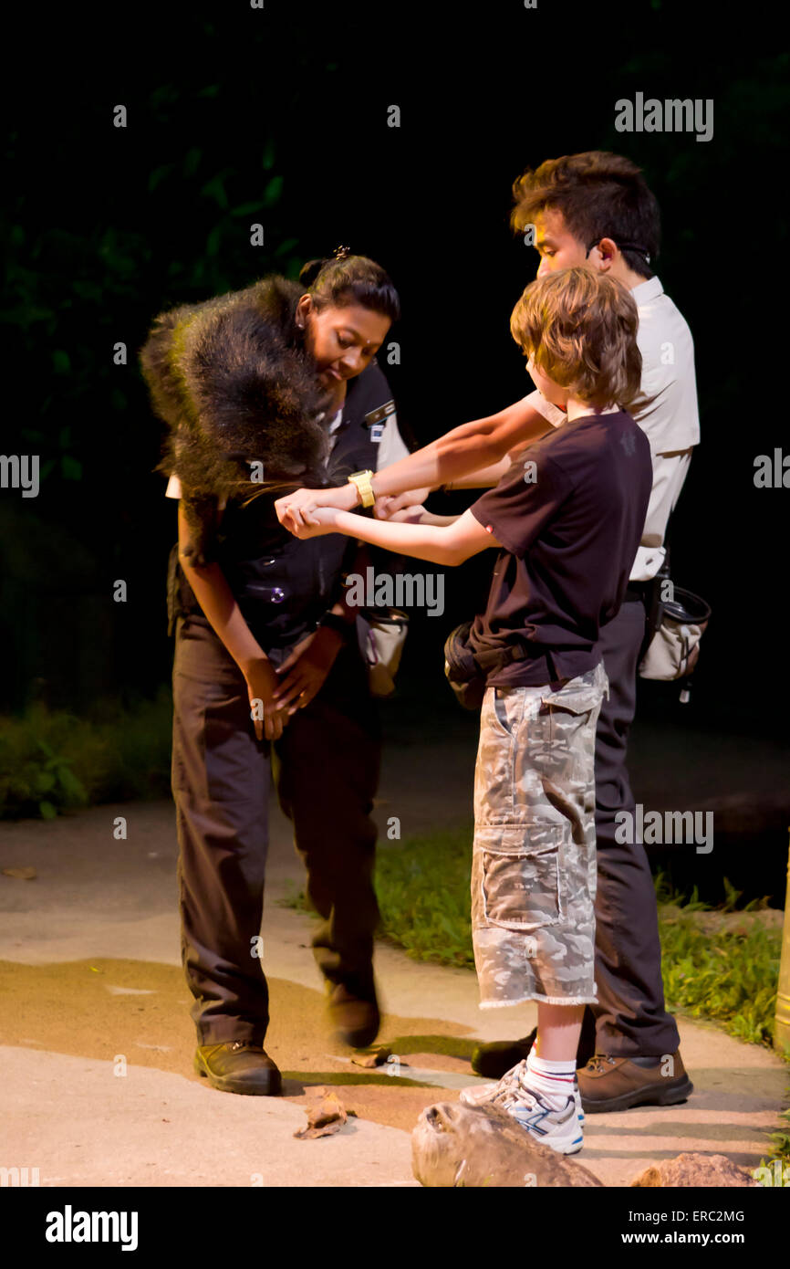 An evening animal show at the Night Safari zoo in Singapore Stock Photo - Alamy An evening animal show at the Night Safari zoo in Singapore Stock Photo - Alamy