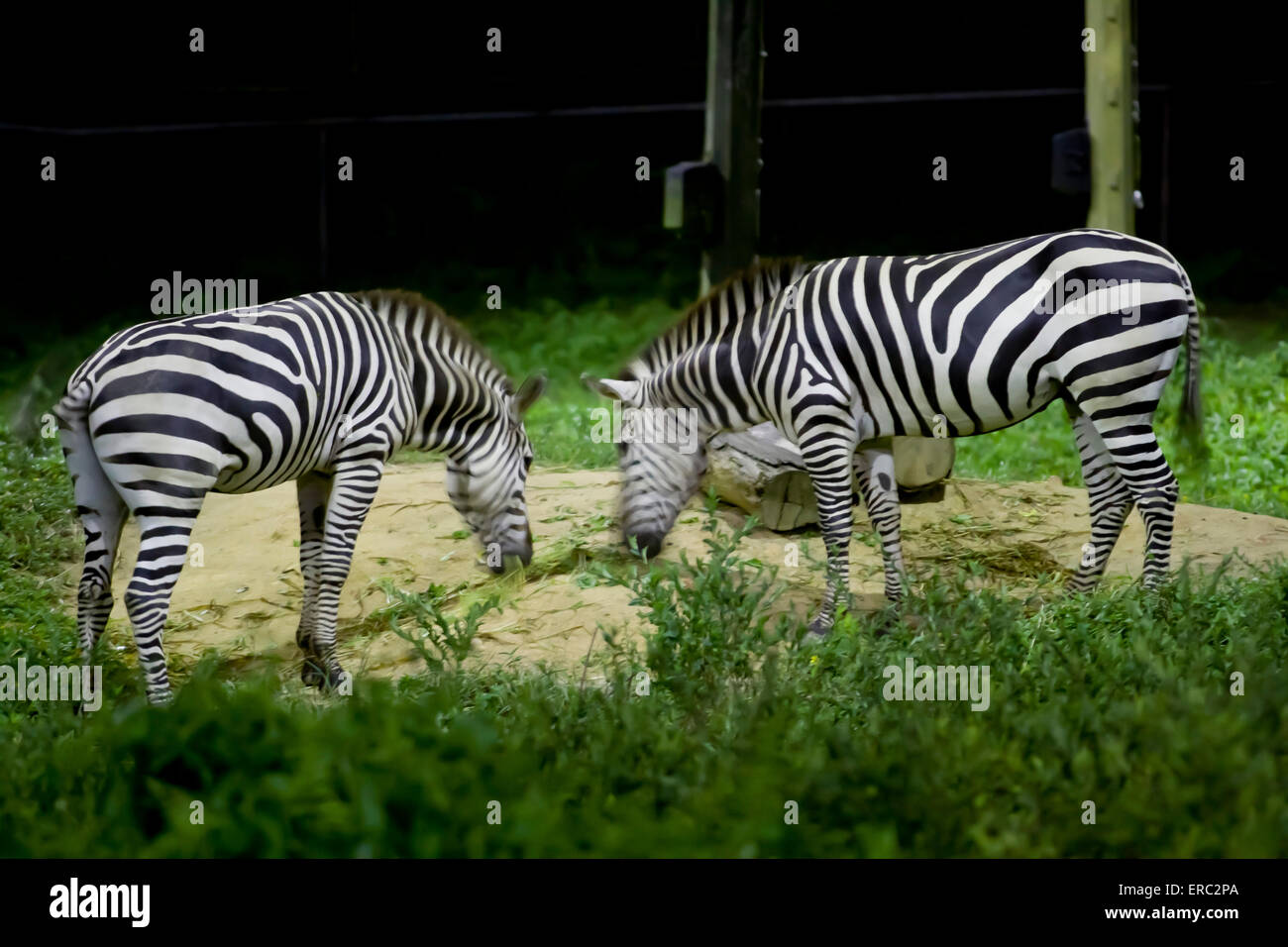 Singapore zoo night safari hi-res stock photography and images - Alamy Singapore zoo night safari hi-res stock photography and images - Alamy