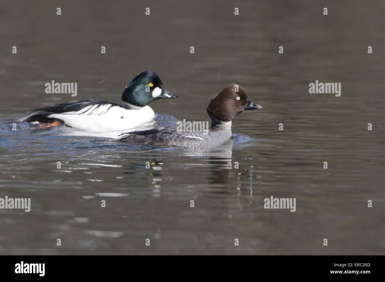 common goldeneye ducks Stock Photo Alamy