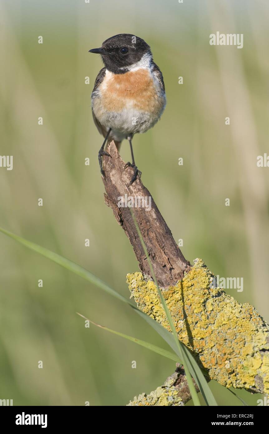 Stonechat sunshine hi-res stock photography and images - Alamy