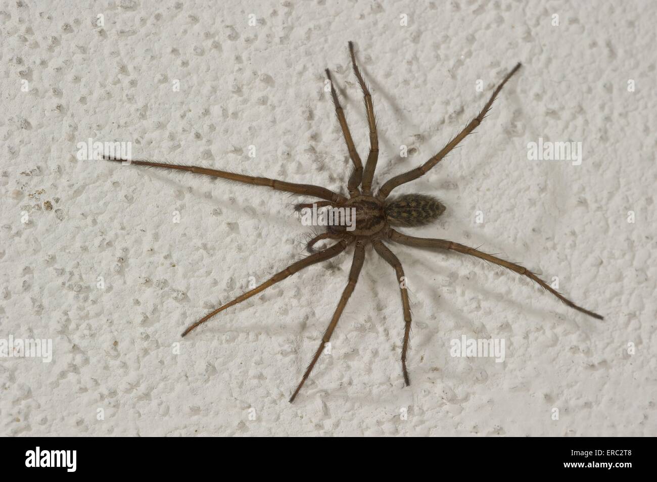house spider Stock Photo