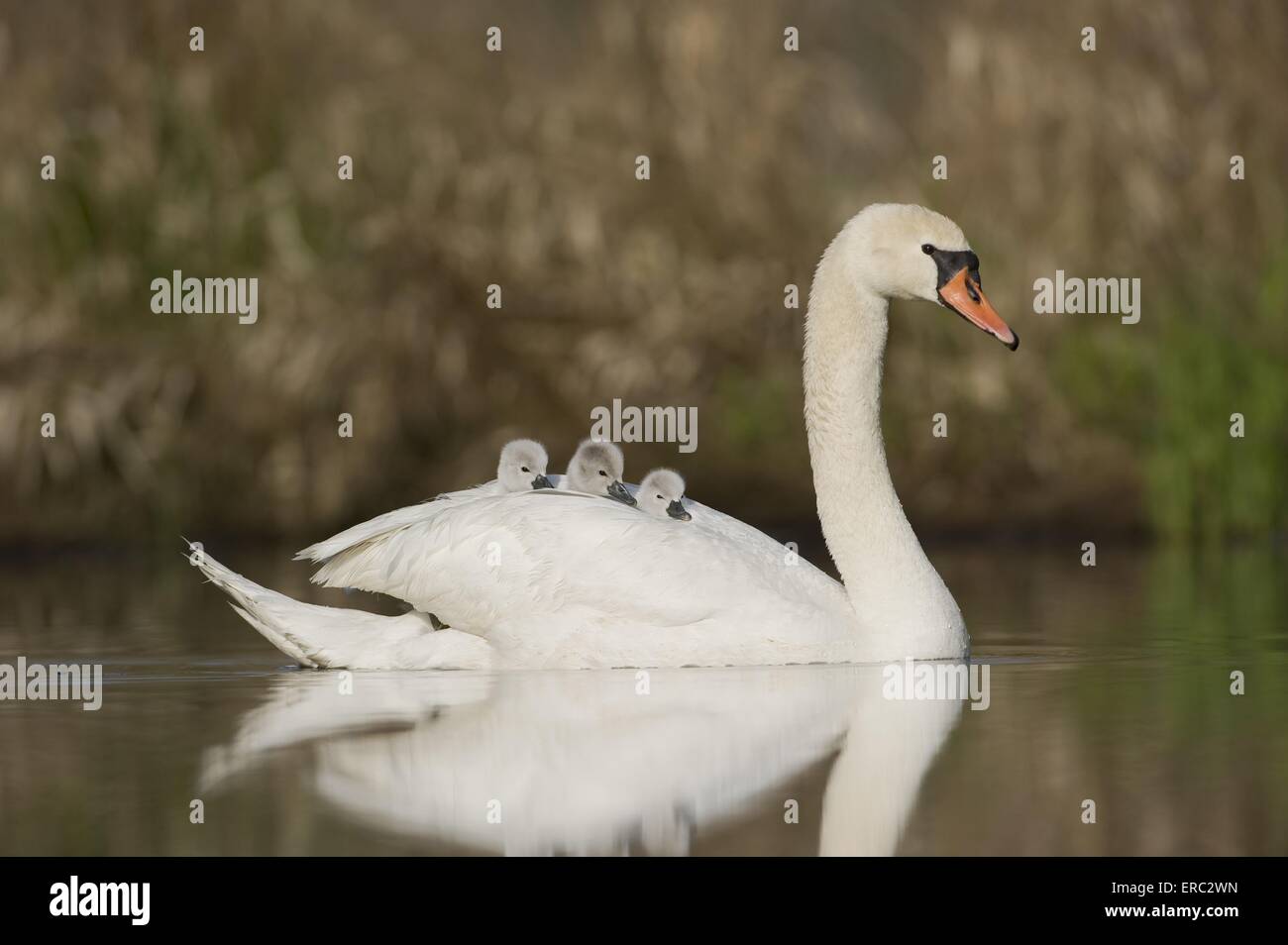 mute swans Stock Photo