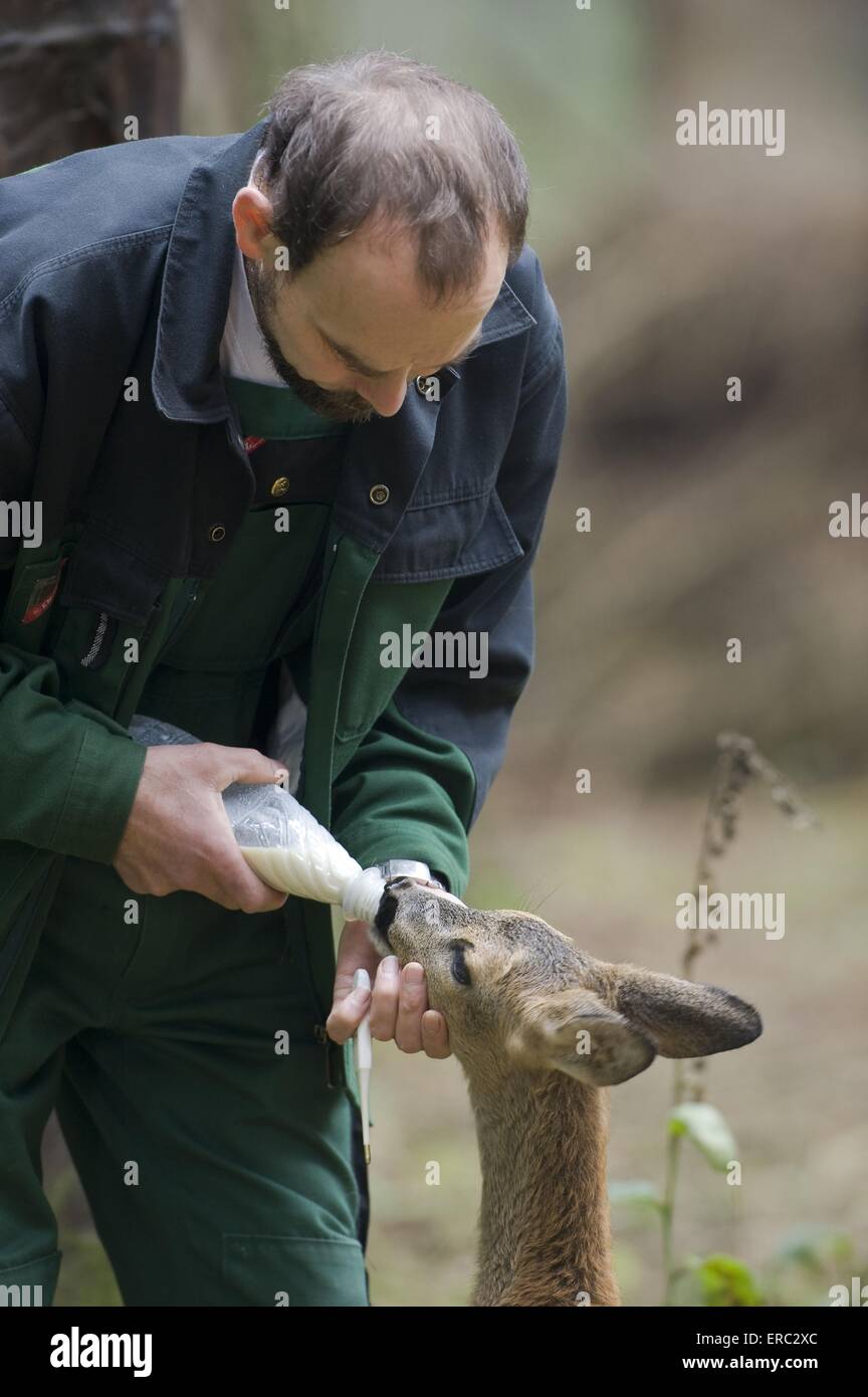 Side view roe deer head hi-res stock photography and images - Alamy