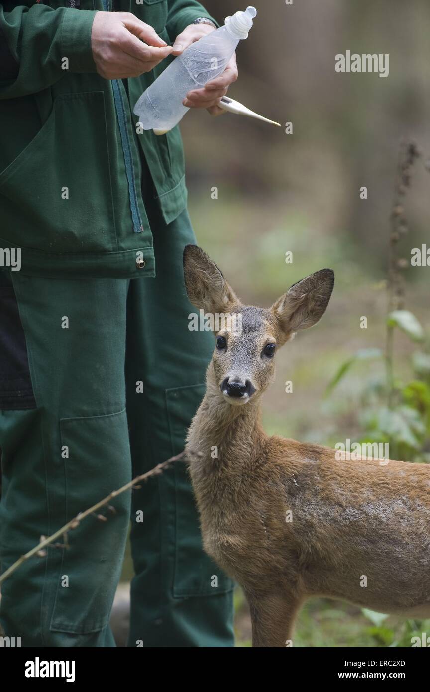 young roe deer Stock Photo