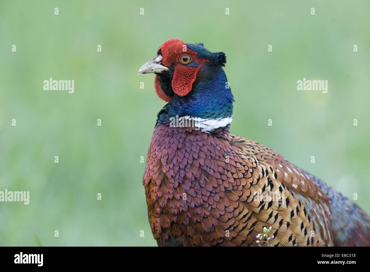common pheasant Stock Photo