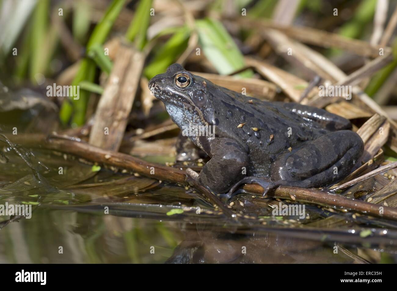 Grass frog hi-res stock photography and images - Alamy