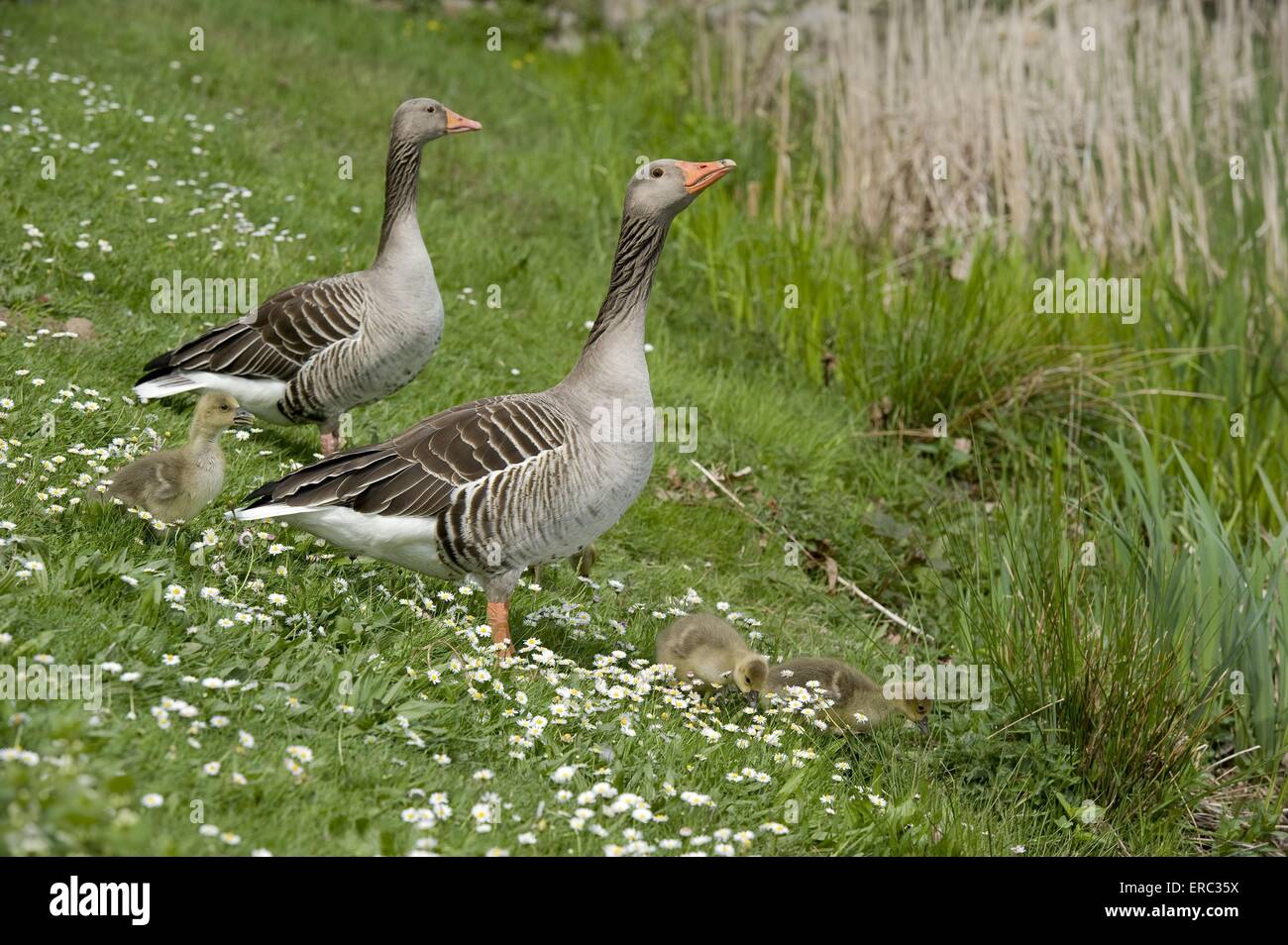 greylag geese Stock Photo