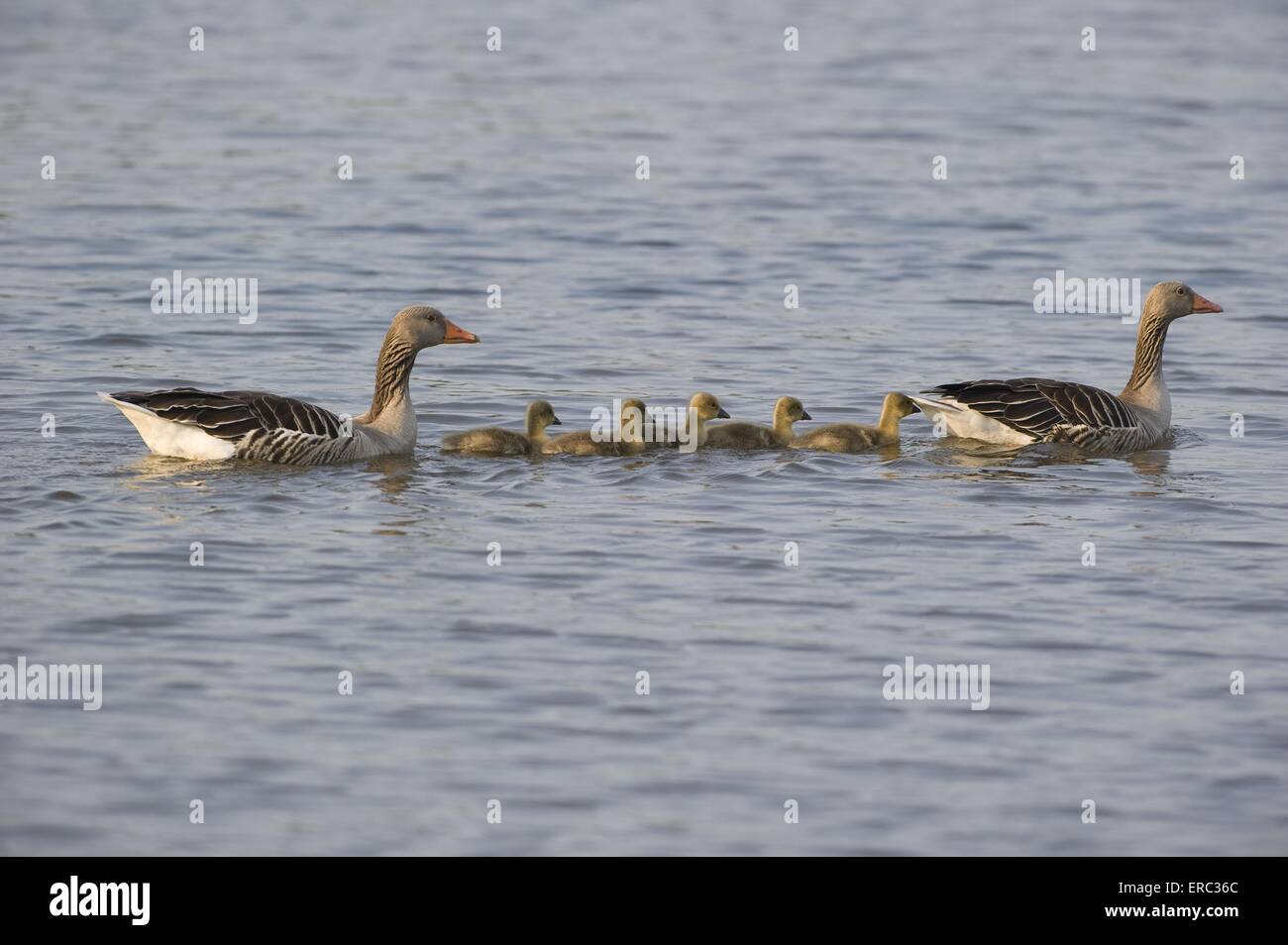 greylag geese Stock Photo