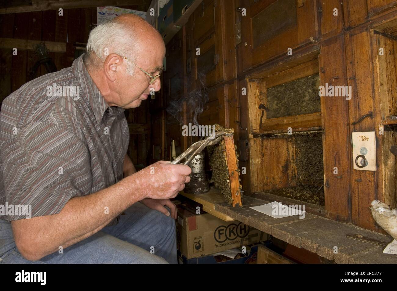beekeeper with european bees Stock Photo