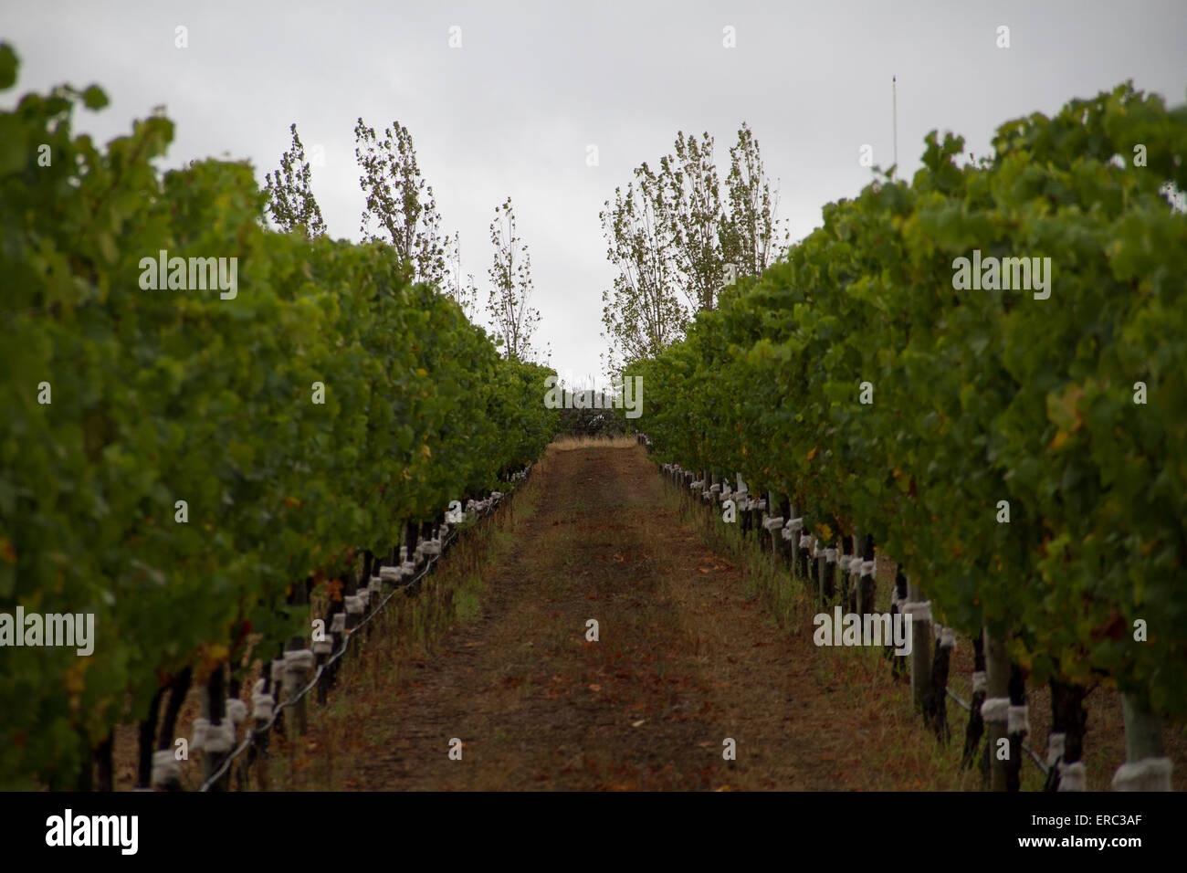Rows of vines on the Voyager estate winery vineyard. Margaret River