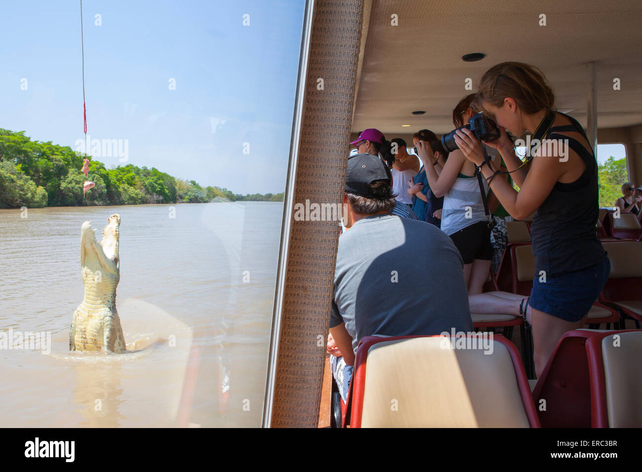 tourists rush to photograph a large crocodile jump out of the Adelaide river after the pork chop hanging. Stock Photo