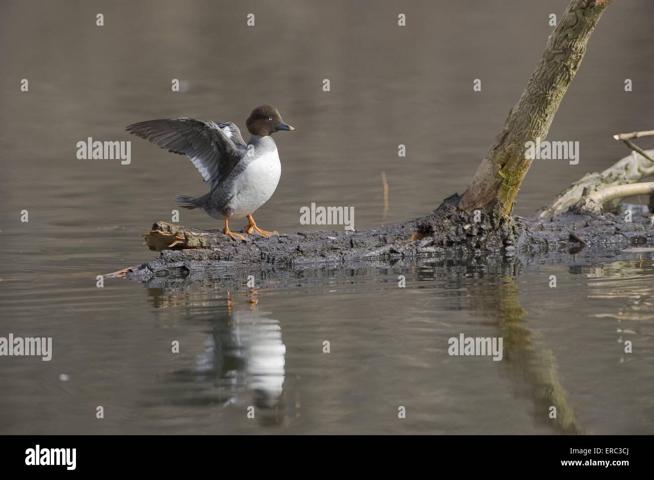 common goldeneye duck Stock Photo Alamy