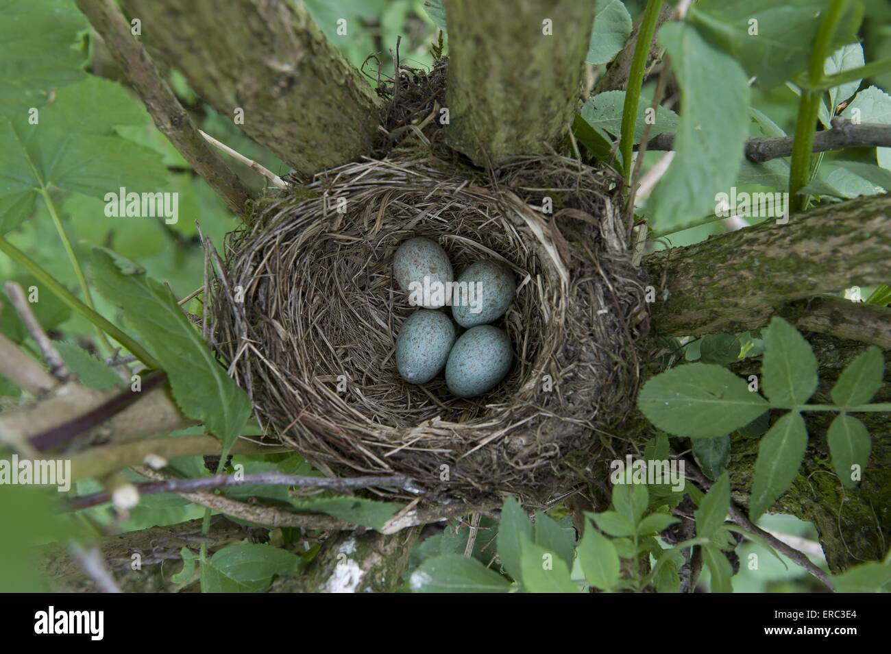common blackbird eggs Stock Photo Alamy