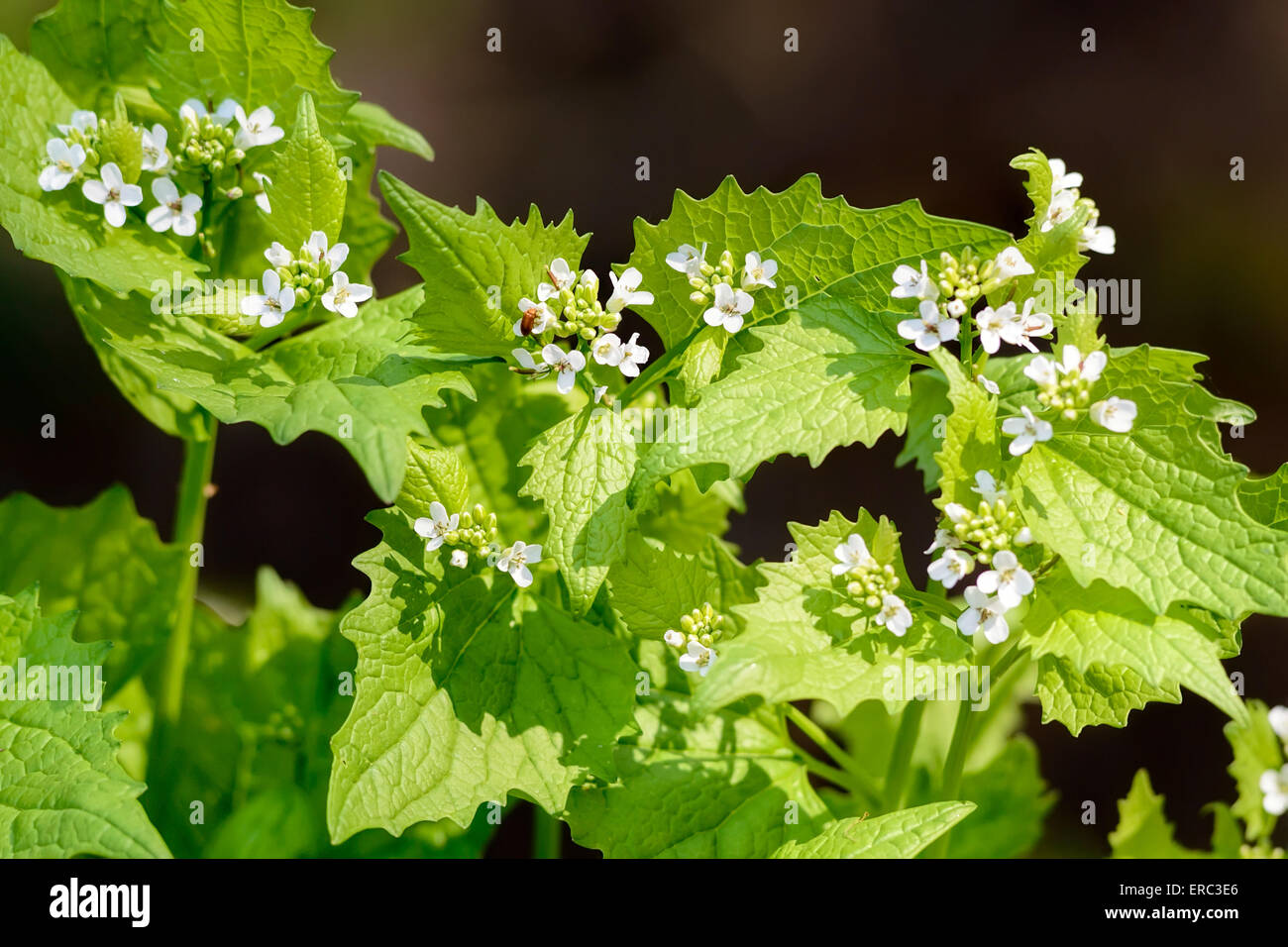 Garlic Mustard (Alliaria petiolata) with white flowers under the warm spring sun Stock Photo