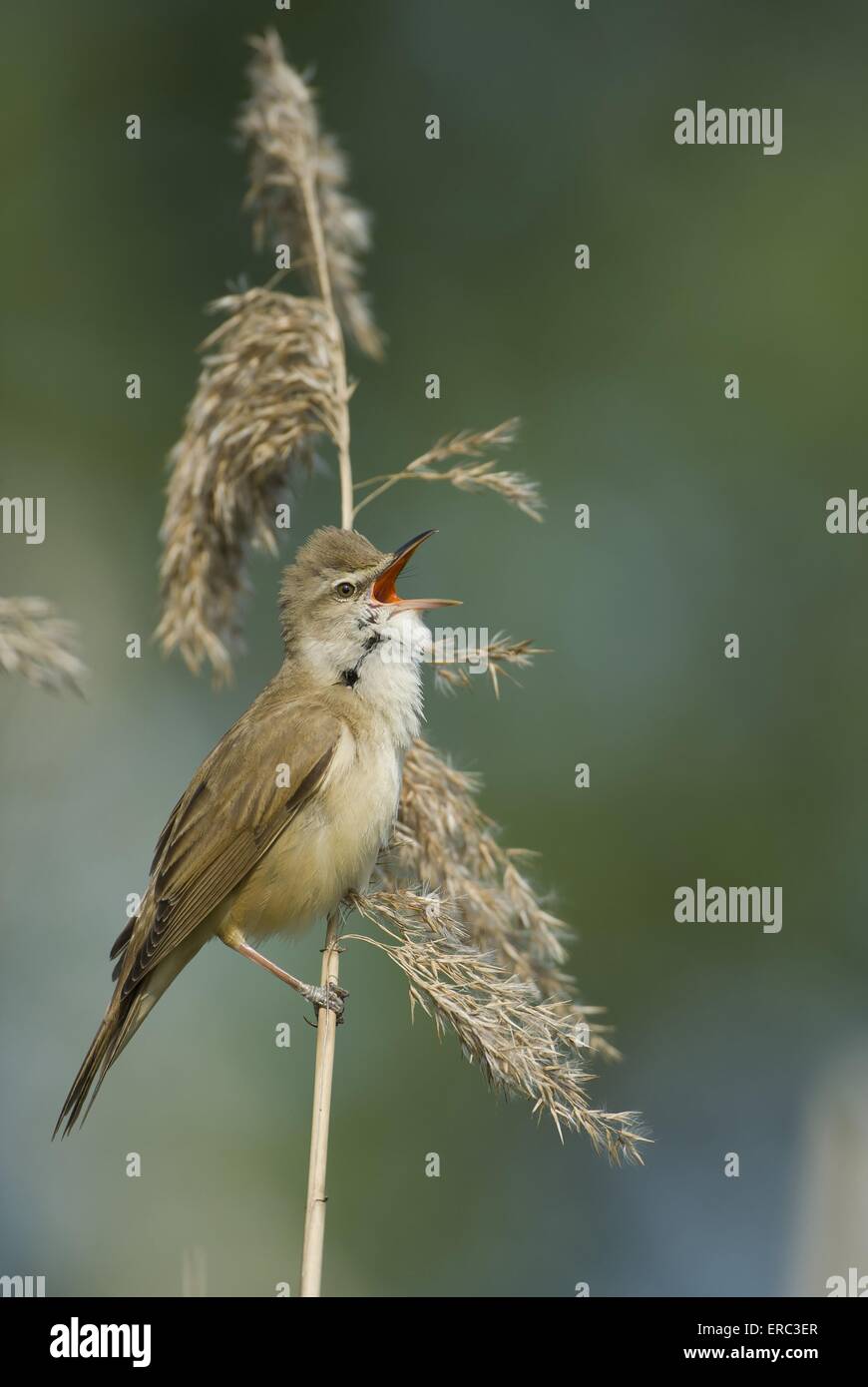 great reed warbler Stock Photo - Alamy