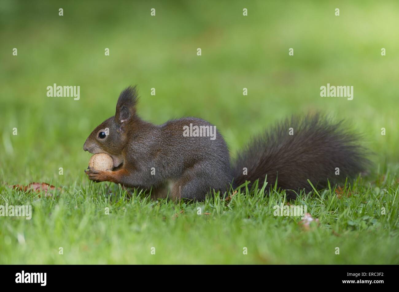 Eurasian red squirrel Stock Photo