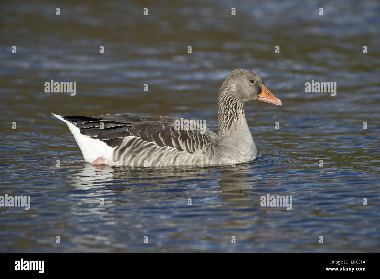 greylag goose Stock Photo