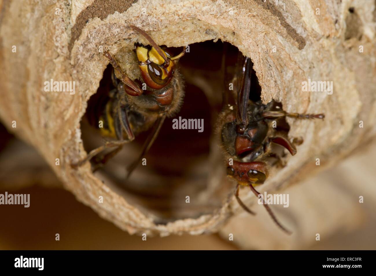hornets Stock Photo