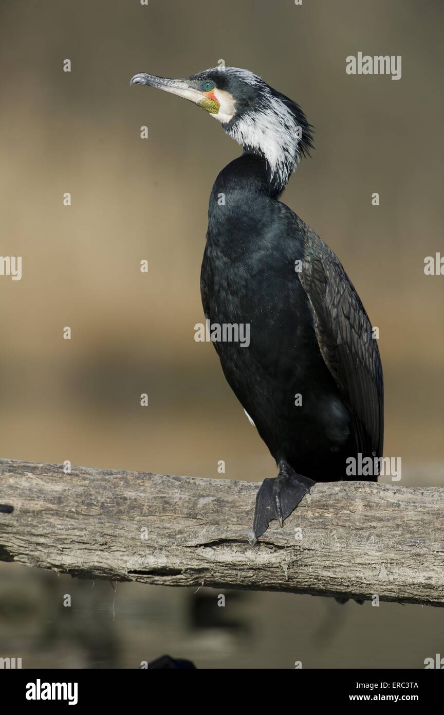 Cormorant trees hi-res stock photography and images - Alamy