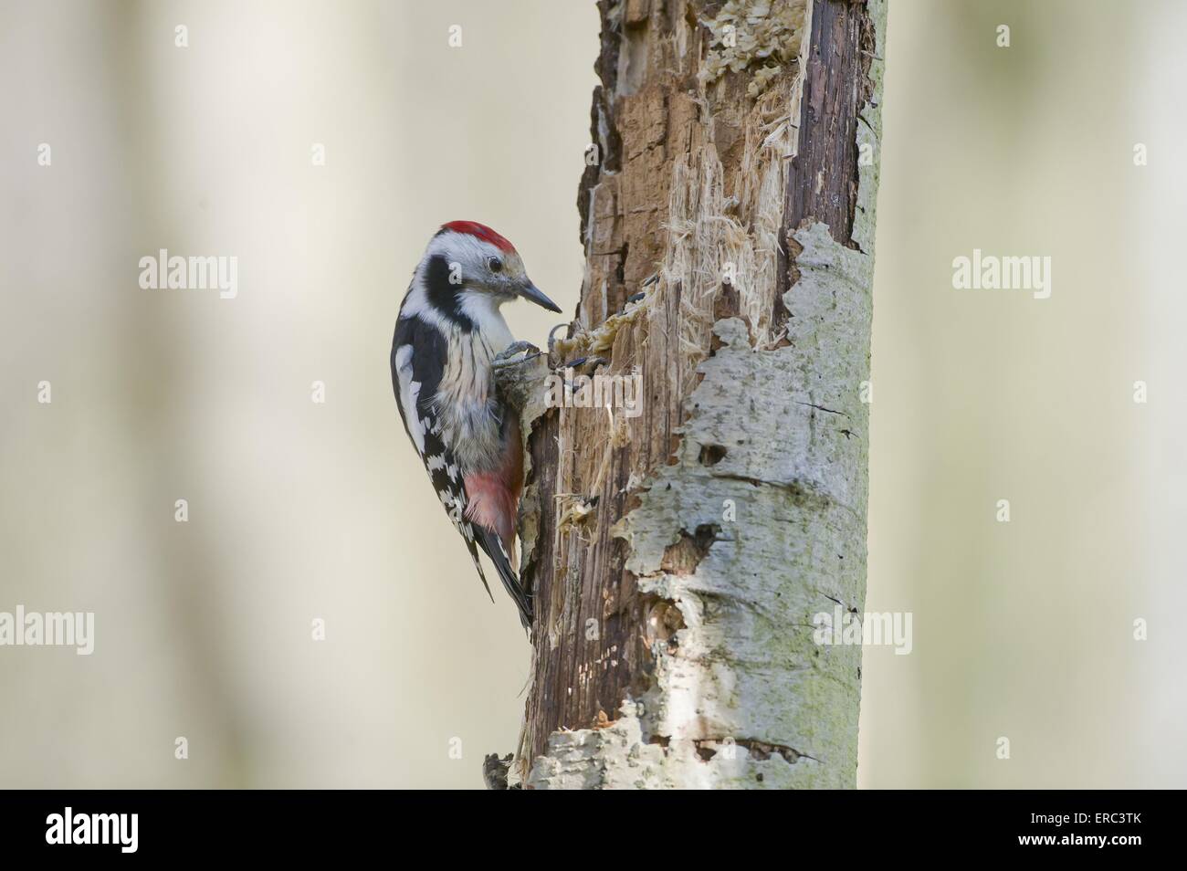 middle spotted woodpecker Stock Photo