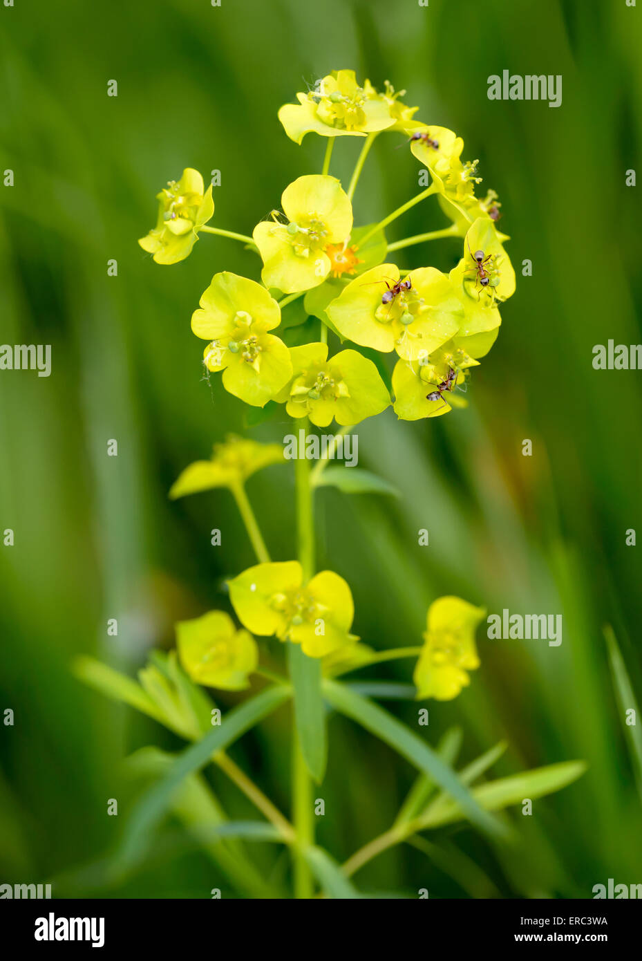 A yellow wildflower in the meadow under the warm spring sun Stock Photo