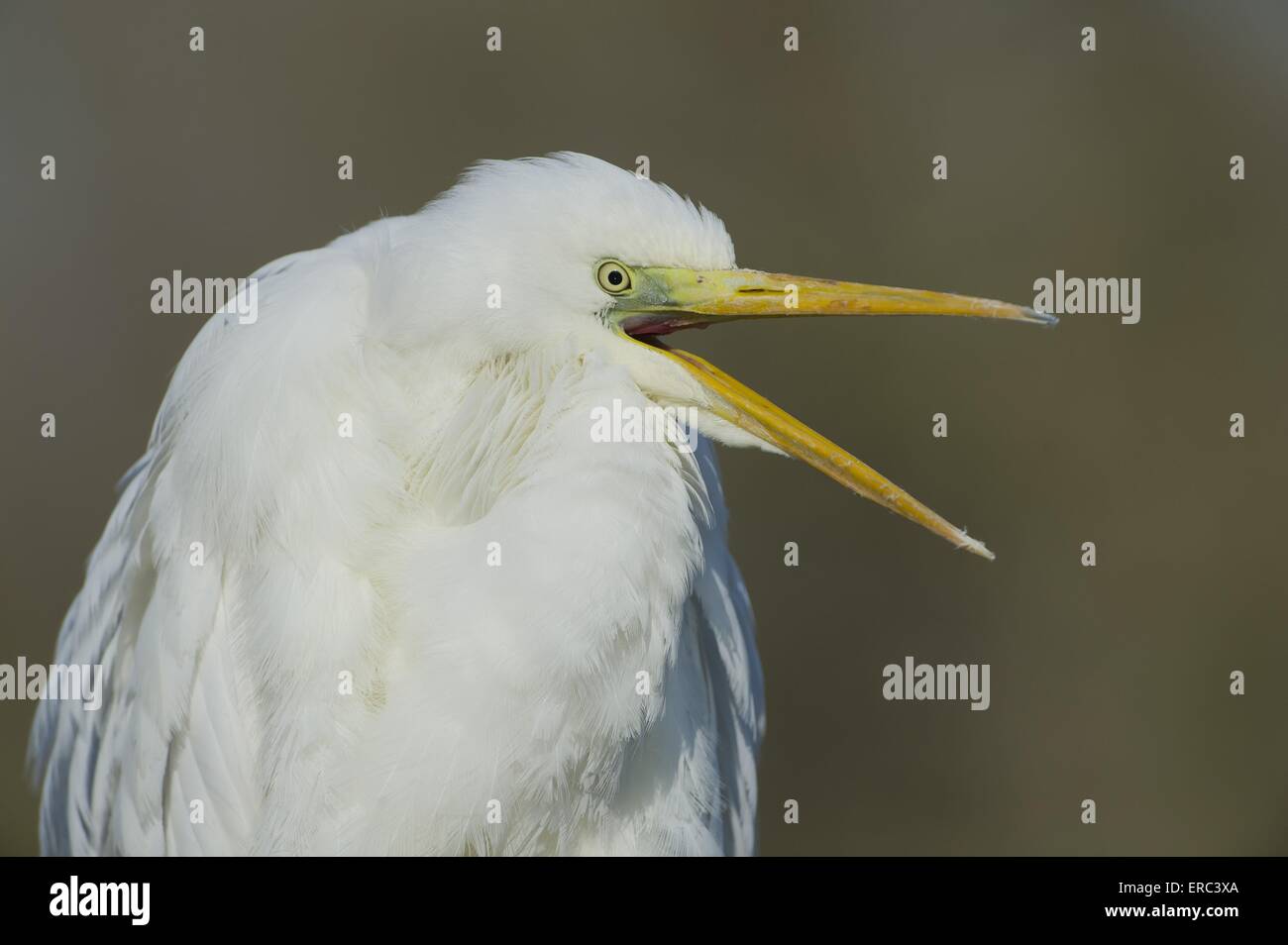 great white egret Stock Photo