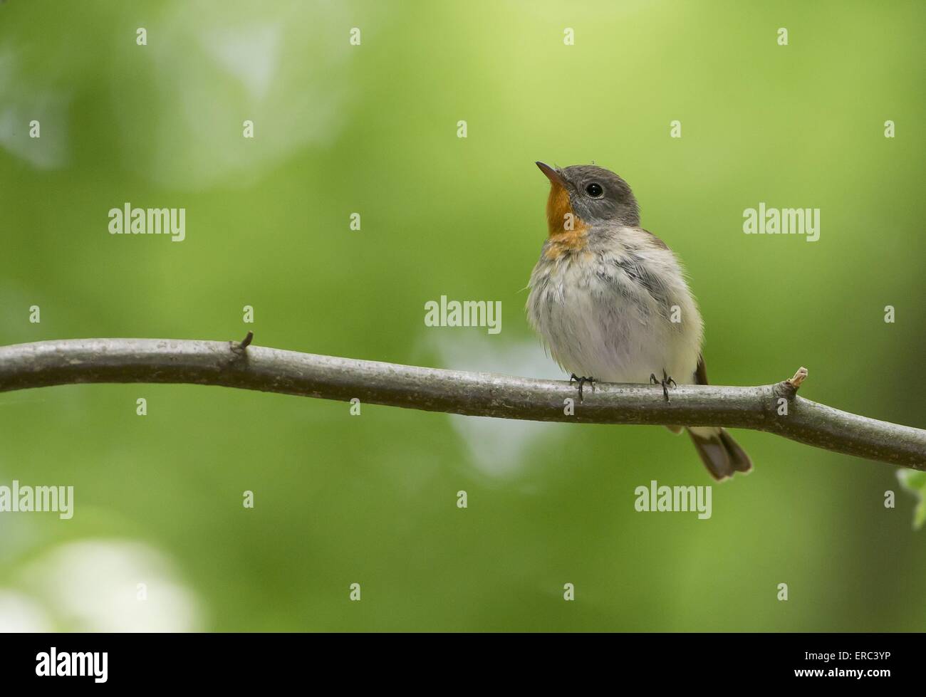 Red breasted flycatcher hires stock photography and images Alamy