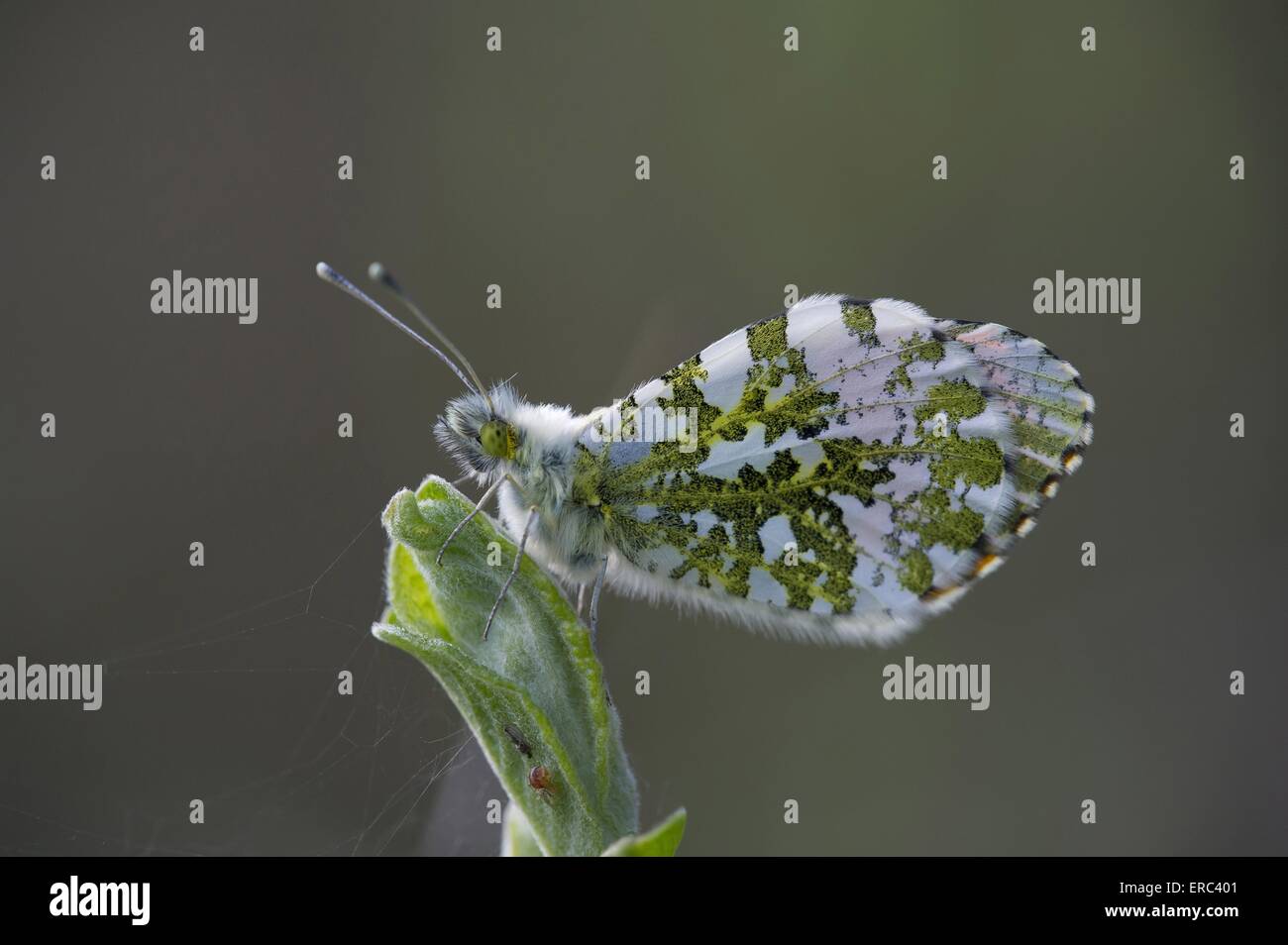 orange tip Stock Photo