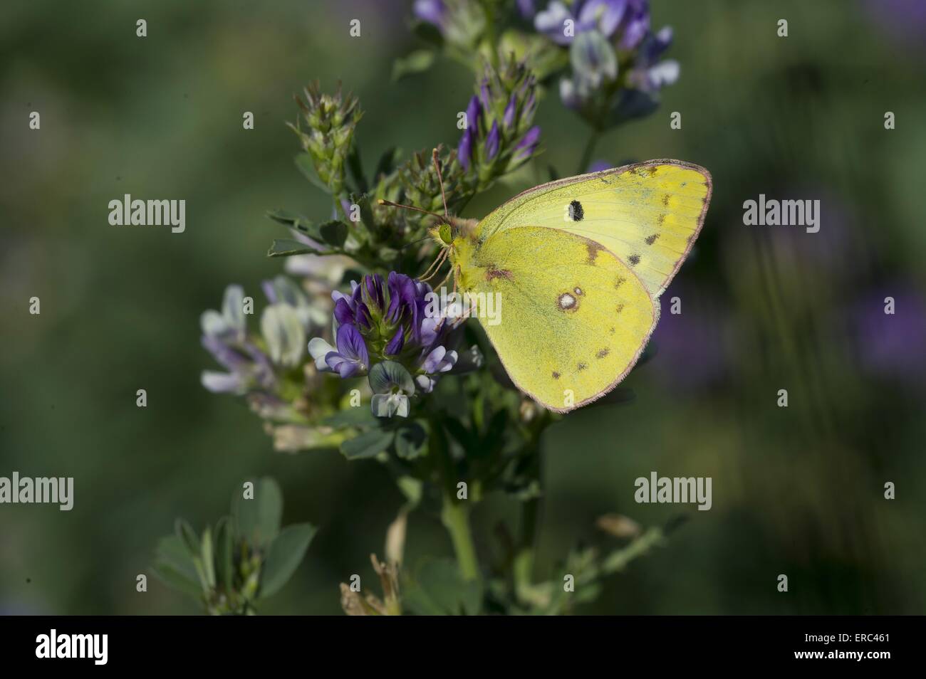 pale clouded yellow Stock Photo