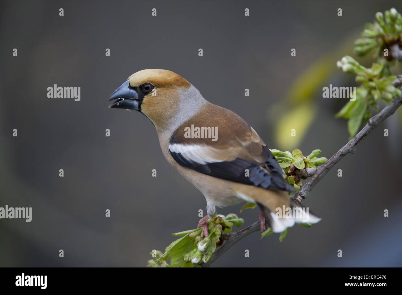 grosbeak Stock Photo