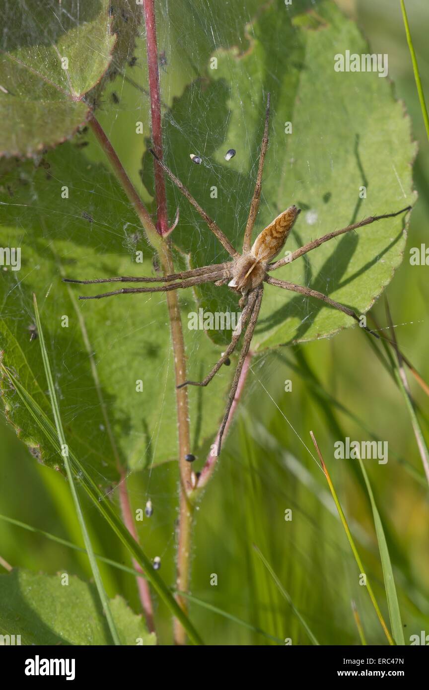 Raft spider web hi-res stock photography and images - Alamy