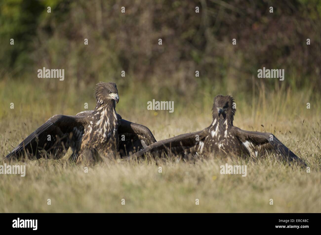 white-tailed sea eagles Stock Photo