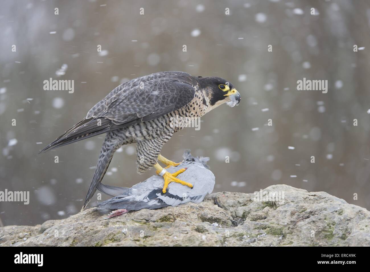 Peregrine falcon winter hi-res stock photography and images - Alamy
